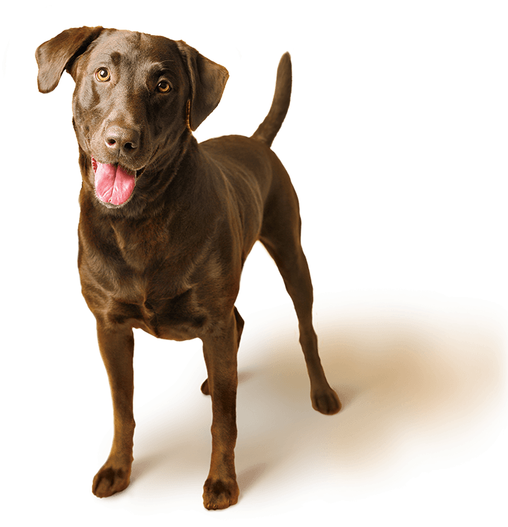 pet dog brown